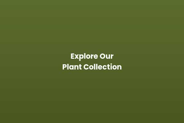 PlantHaus